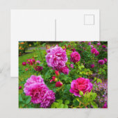 Princess Anne Roos #2 Briefkaart (Voorkant / Achterkant)