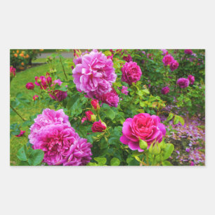 Princess Anne Roos #2 Sticker