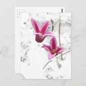 Princess Diana Clematis Briefkaart (Voorkant / Achterkant)