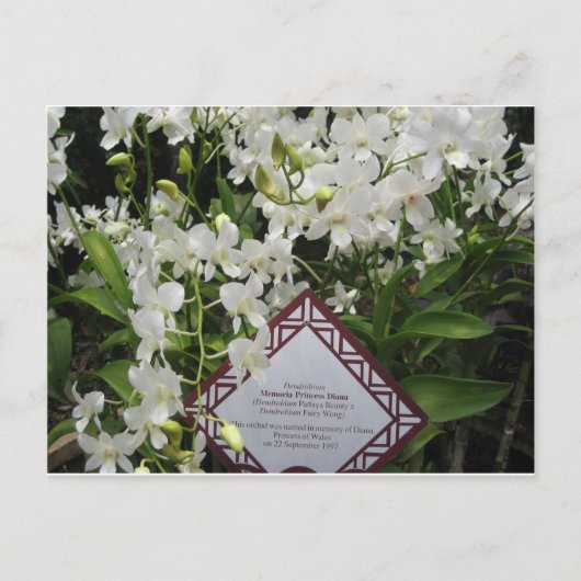 "Princess Diana" Orchid Garden, Singapore Briefkaart (Voorkant)