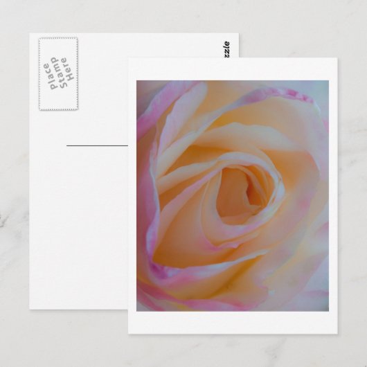 Princess Diana Roos Briefkaart (Voorkant / Achterkant)