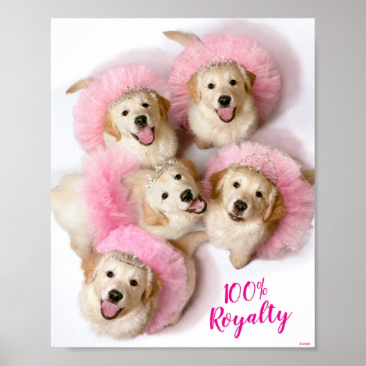 Princess Dogs in Tiaras Poster (Voorkant)
