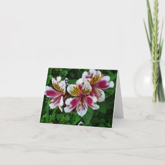 Princess lilies aankondiging