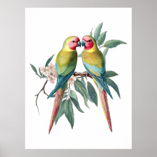 Princess Parrots Illustratie Poster
