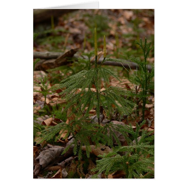 Princess Pine Card (Voorkant)