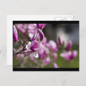 Princeton Paarse-boombloem Briefkaart (Voorkant / Achterkant)