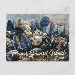 Prins Edward Eiland Canada Ansichtkaart Mosselen Briefkaart