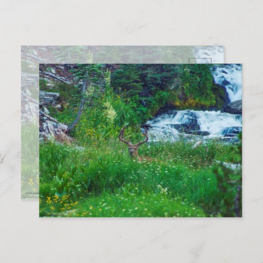 Prins van het bos briefkaart (Voorkant / Achterkant)