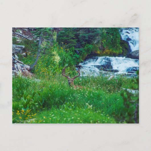 Prins van het bos briefkaart (Voorkant)