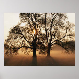 PRINT - 2 Big Trees Sepia Gold