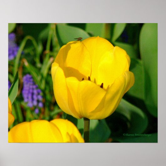 print, GELE TULPEN, PAARSE HYACINTEN, GROENE FOLIA Poster (Voorkant)