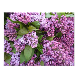 PRINT - Lilacs in Spring - Frankrijk Foto Afdruk