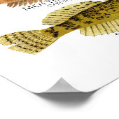 Print, Value Poster Paper (Matte) (Hoek)