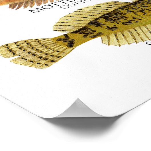 Print, Value Poster Paper (Matte) (Hoek)