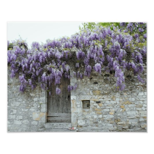 PRINT - Wisteria Viviers Frankrijk Foto Afdruk (Voorkant)