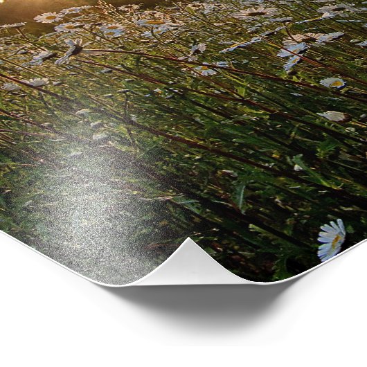 PRINTS ~ "A Daisy Sunset" Foto Afdruk (Hoek)