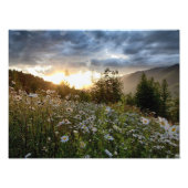 PRINTS ~ "A Daisy Sunset" Foto Afdruk (Voorkant)