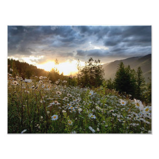 PRINTS ~ "A Daisy Sunset" Foto Afdruk