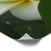 Prints van Posters van Frangipanis (Hoek)