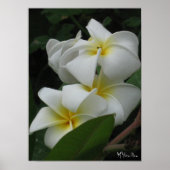 Prints van Posters van Frangipanis (Voorkant)