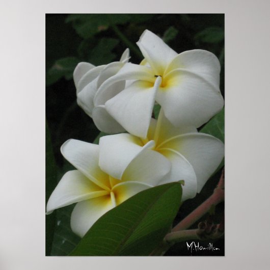 Prints van Posters van Frangipanis (Voorkant)