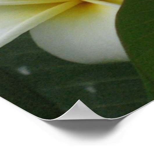 Prints van Posters van Frangipanis (Hoek)