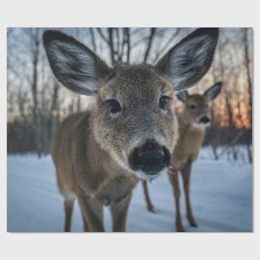 PRIORITAIR SUNSET MET WILD-LEVEN CADEAUPAPIER (Vlak)