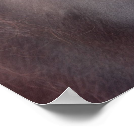 Private Thoughts Horse Eye Poster (Hoek)