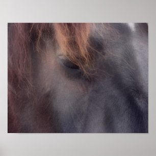 Private Thoughts Horse Eye Poster