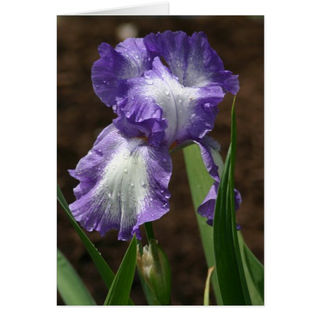 Prize Iris (Voorkant)