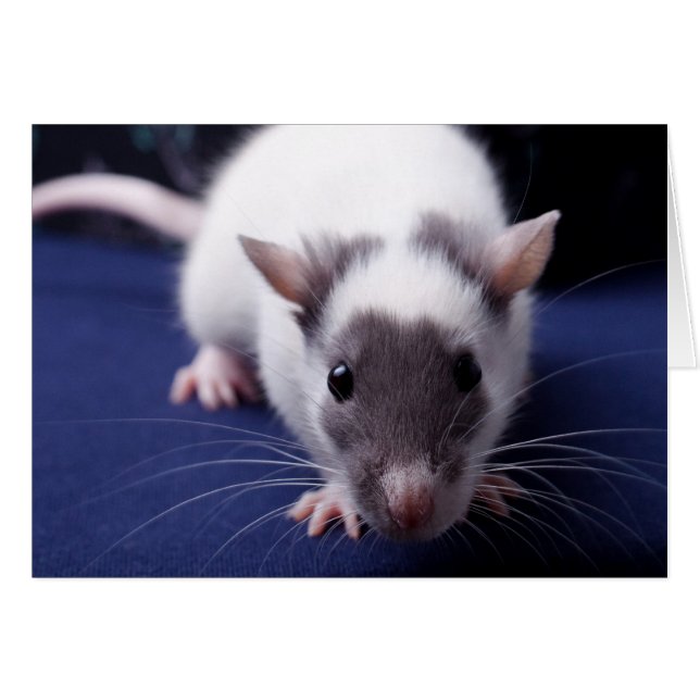 Probleemkaart (Voorkant Horizontaal)