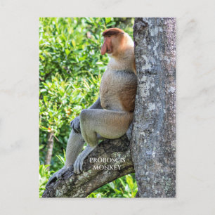 Proboscis Monkey Briefkaart