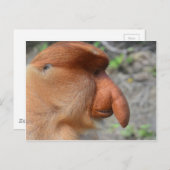Proboscis Monkey Briefkaart (Voorkant / Achterkant)