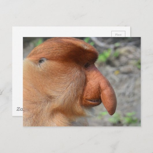 Proboscis Monkey Briefkaart (Voorkant / Achterkant)
