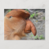 Proboscis Monkey Briefkaart (Voorkant)