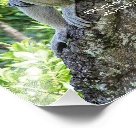 Proboscis Monkey Foto Afdruk (Hoek)