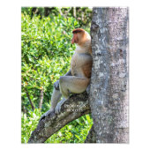 Proboscis Monkey Foto Afdruk (Voorkant)