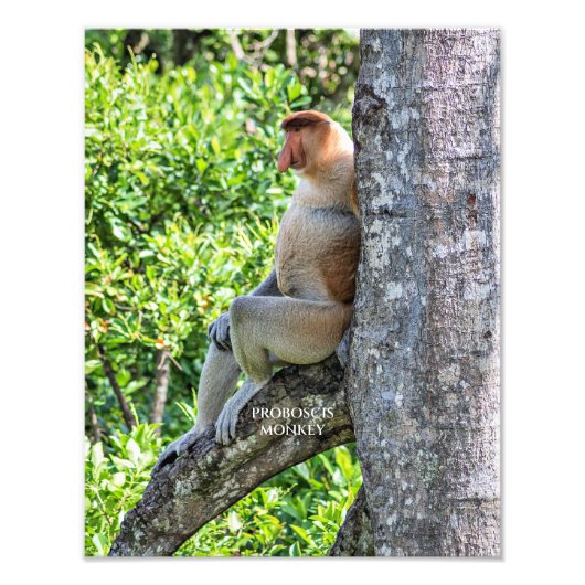 Proboscis Monkey Foto Afdruk (Voorkant)