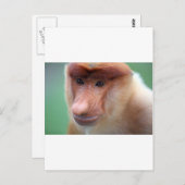 Proboscis monkey Labuk Bay Borneo Briefkaart (Voorkant / Achterkant)