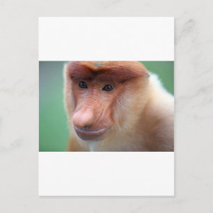 Proboscis monkey Labuk Bay Borneo Briefkaart