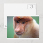 Proboscis monkey Labuk Bay Borneo Briefkaart (Voorkant / Achterkant)