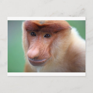 Proboscis monkey Labuk Bay Borneo Briefkaart