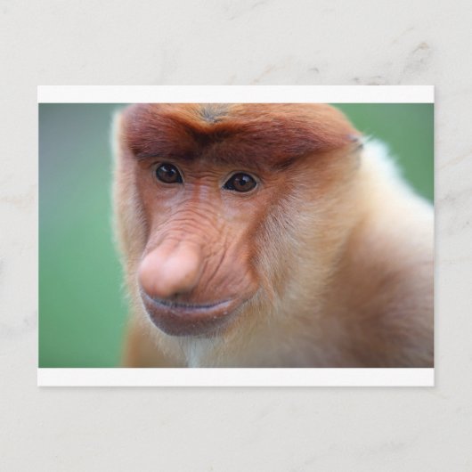 Proboscis monkey Labuk Bay Borneo Briefkaart (Voorkant)
