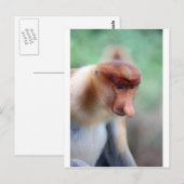 Proboscis monkey Labuk Bay Borneo Briefkaart (Voorkant / Achterkant)