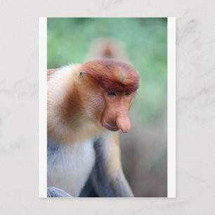 Proboscis monkey Labuk Bay Borneo Briefkaart