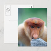 Proboscis Monkey op Borneo. Briefkaart (Voorkant / Achterkant)