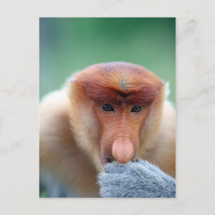 Proboscis Monkey op Borneo. Briefkaart