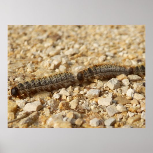 Processionair Poster van de pijlers (Voorkant)