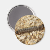 Processionaire pijlers Magnet (Voorkant / Achterkant)