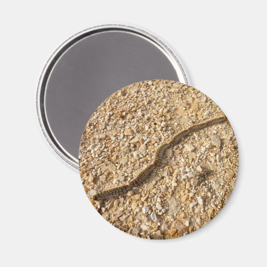 Processionaire pijlers Magnet (Voorkant / Achterkant)